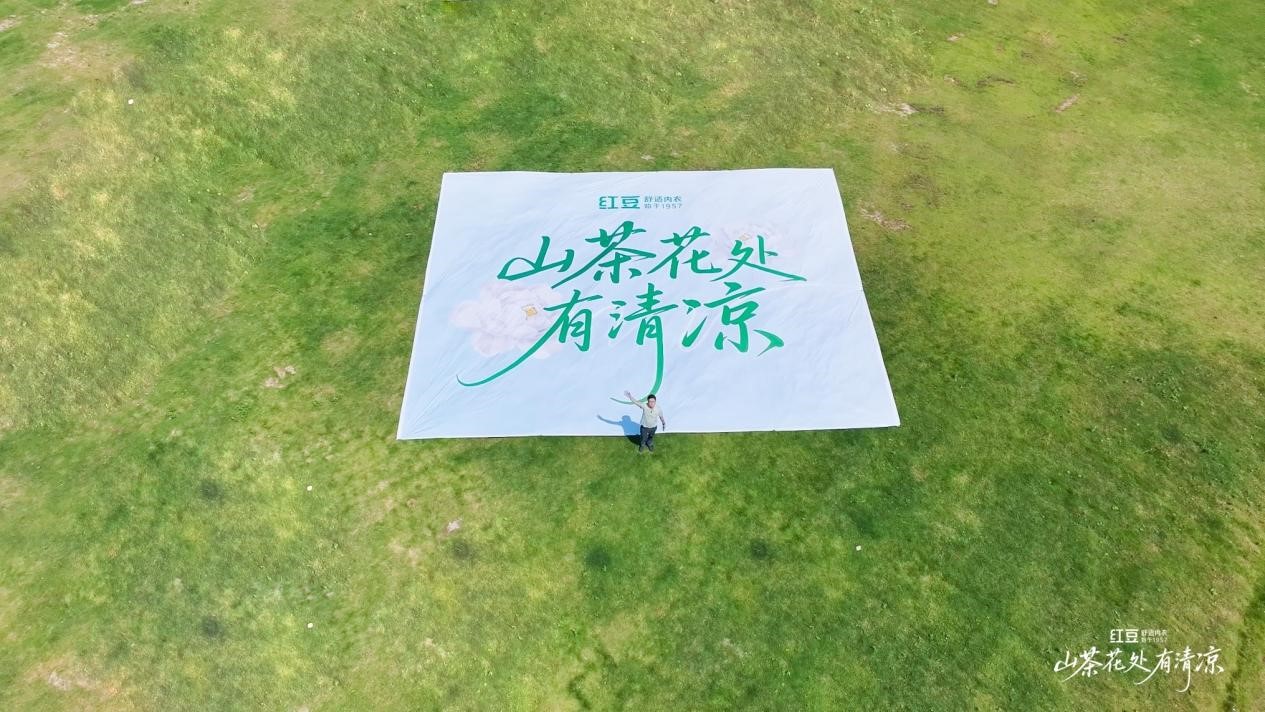 w66國際棉山茶花1 w66國際棉山茶花1